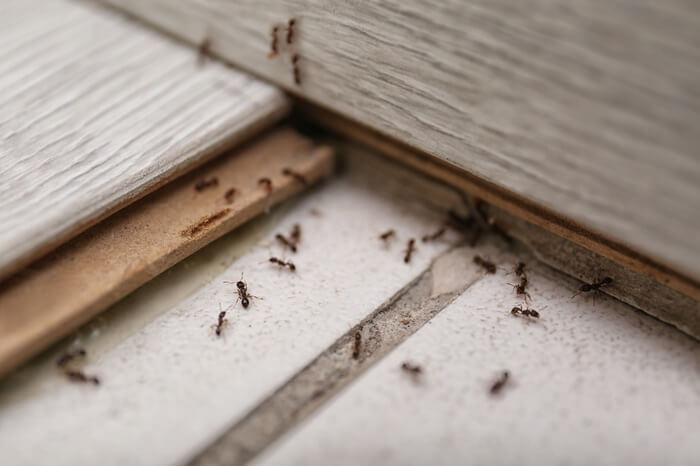 A large number of ants on a bedroom floor