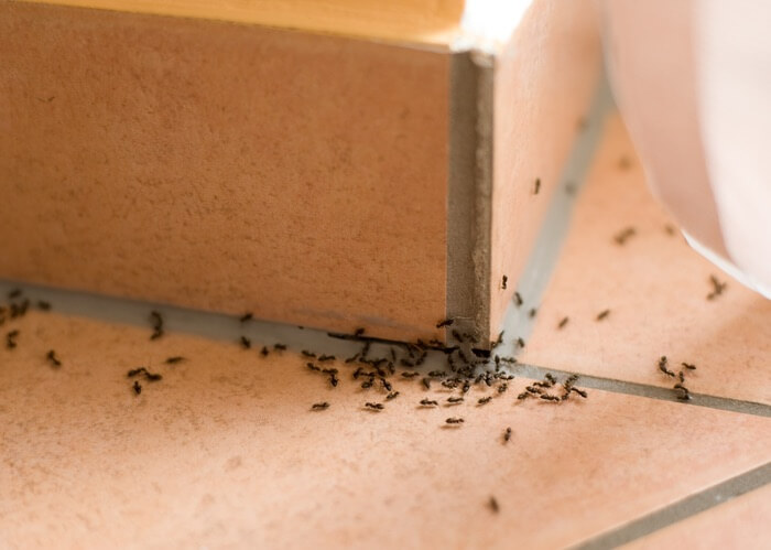 Ants crawling into a dishwasher from above