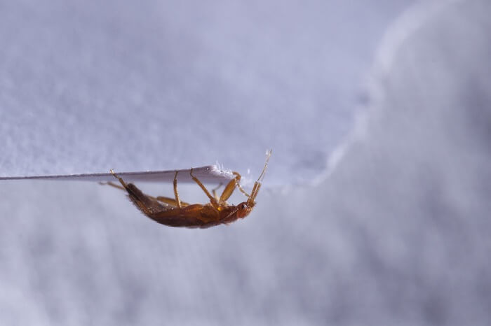 A big bed bug walking on the edge of a piece of paper