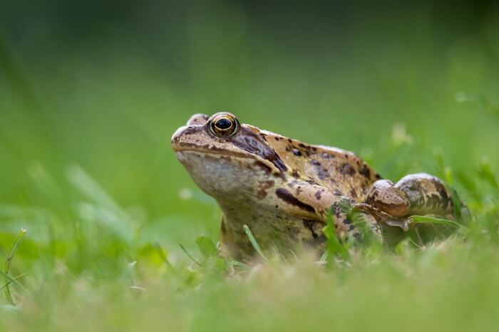 A frog looking for cockroaches to eat in the garden