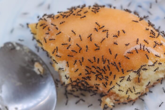 Sugar ants inside a house