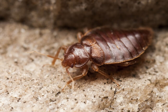 A bed bug being unaffected by salt