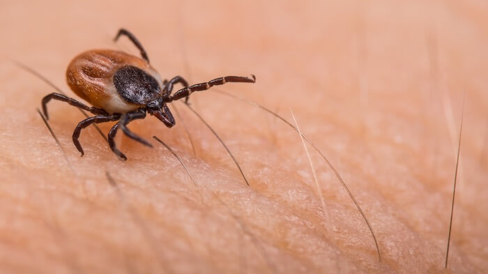 A small brown tick bug