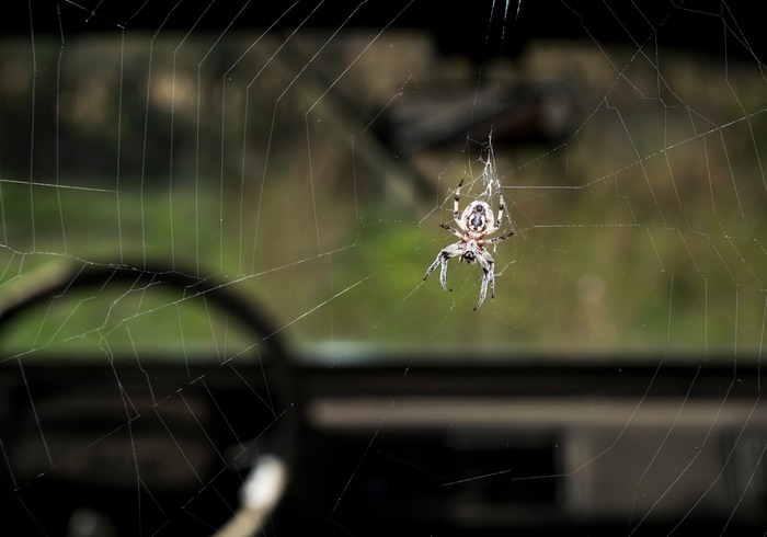 One spider inside a car