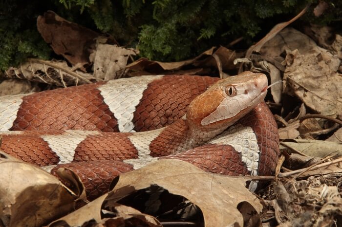 One copperhead snake in a yard