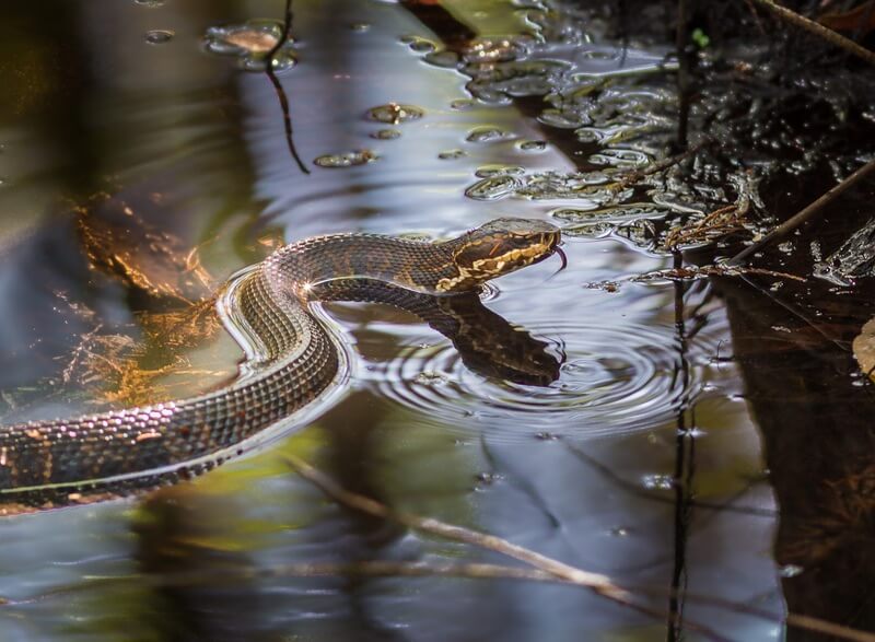 A snake after an underwater bite