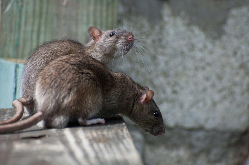 Rats living with mice