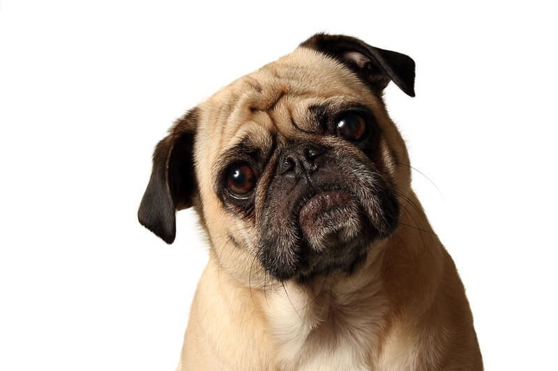 A dog cocking its head while hearing an ultrasonic pest repeller