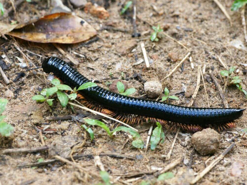 Millipede