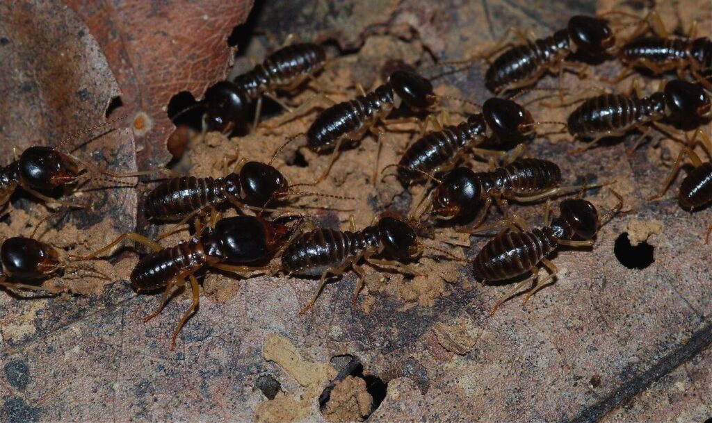 Termites