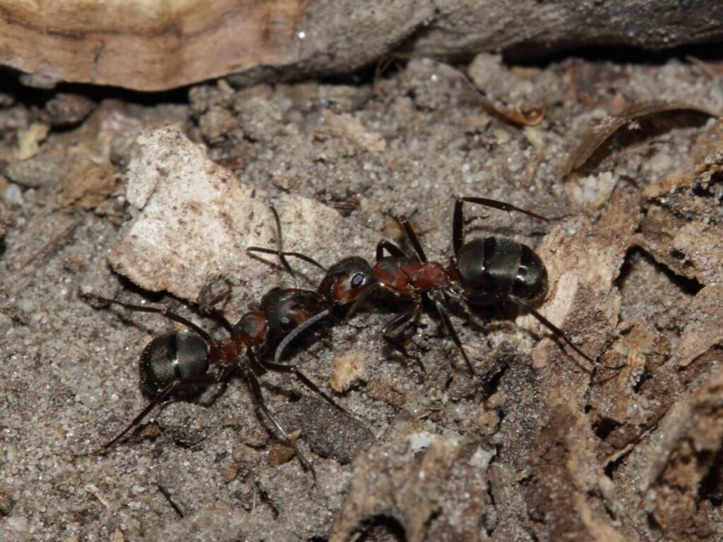 Wood ants