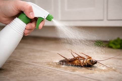 BugMD Ant Killer and Bug Spray Review: Does It Really Work? 14 BugMD ant killer review