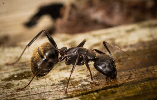 An ant eating borax ant killer