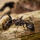 An ant eating borax ant killer