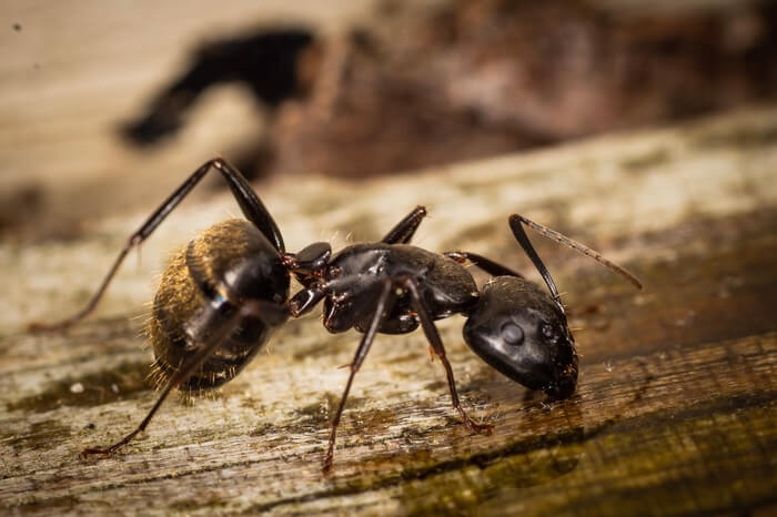 An ant eating borax ant killer