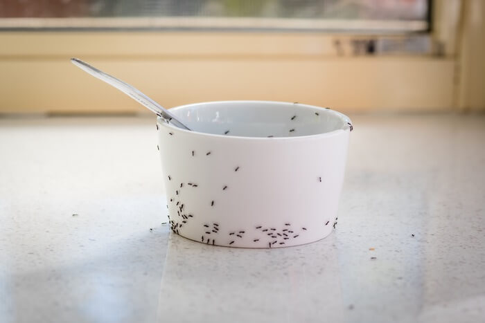 Ants crawling all over a bowl in a bedroom