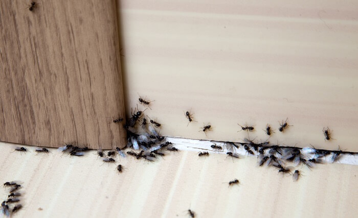 A group of ants climbing into a wall