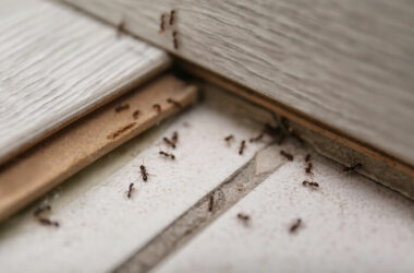 A large number of ants on a bedroom floor