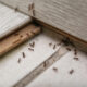 A large number of ants on a bedroom floor