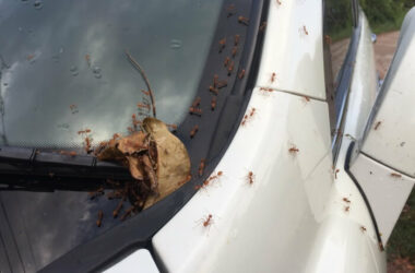 Ants crawling into a car