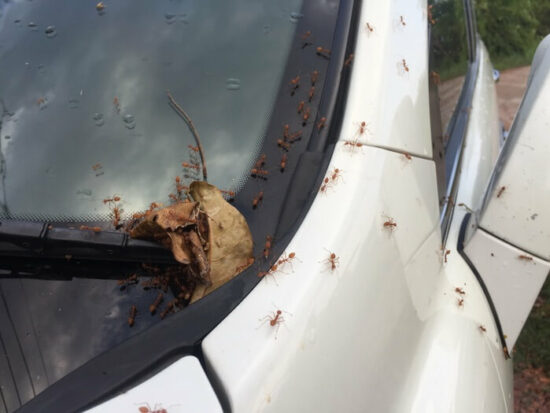 Ants crawling into a car