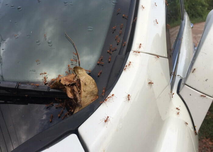 Ants crawling into a car