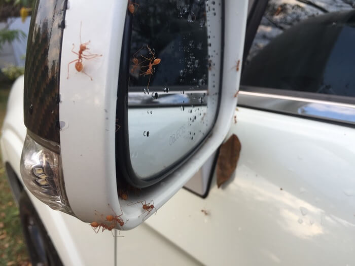 Ants in a car mirror opening