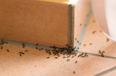 Ants crawling into a dishwasher from above