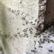 Ants going inside a wall