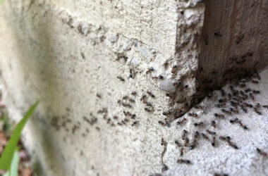 Ants going inside a wall