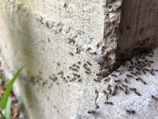 Ants going inside a wall