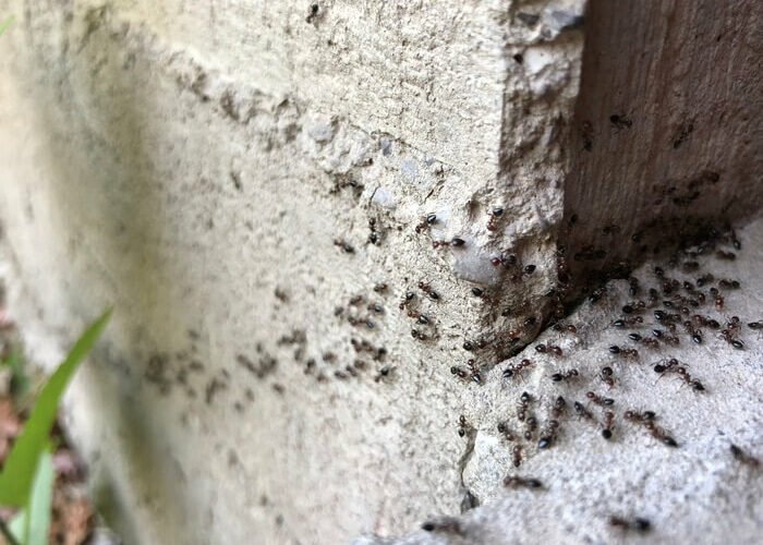 Ants going inside a wall