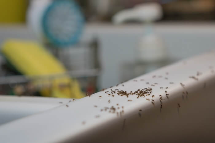 Ants crawling around a mess near the dishwasher