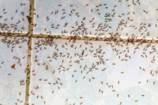 How To Get Rid Of Ants In Your Dishwasher (Simple)