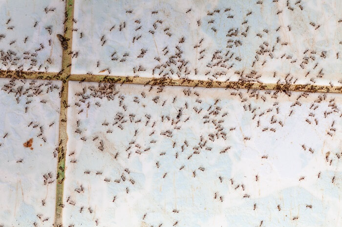 Ants on the floor underneath the dishwasher