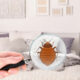 Looking for baby bed bugs with a magnifying glass