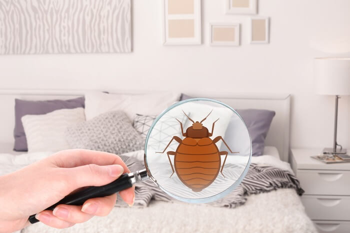 Looking for baby bed bugs with a magnifying glass