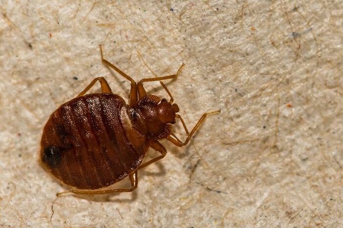 A close up look at a bed bug