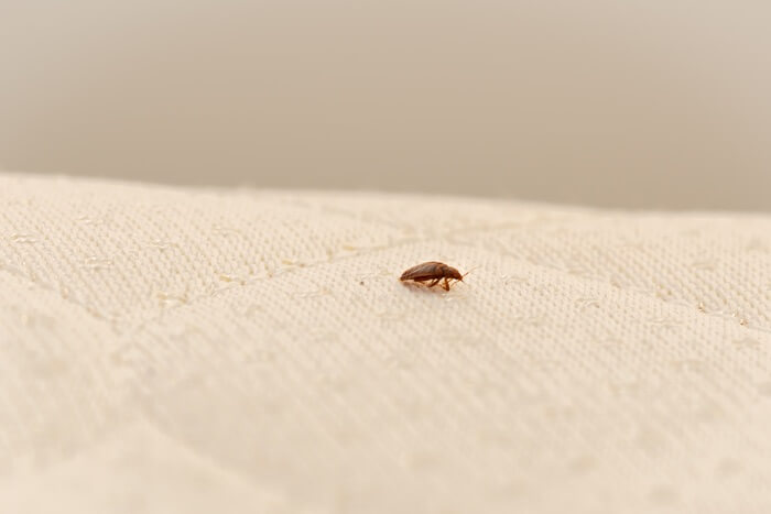 One bed bug crawling on top of a mattress