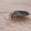 A bed bug in in hair