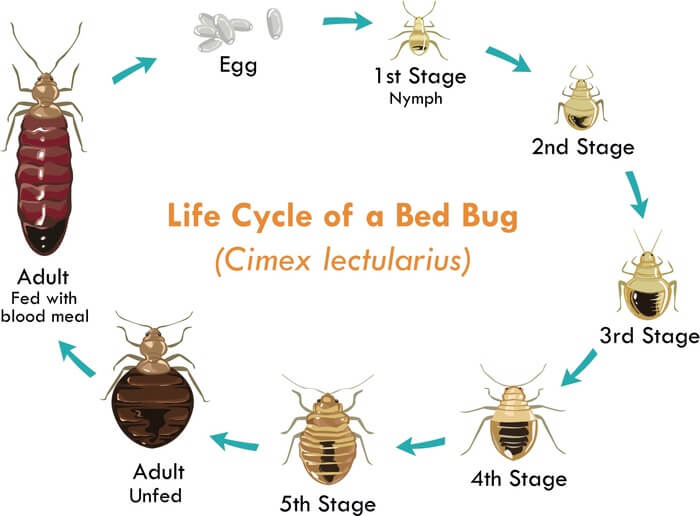 The life cycle of baby bed bugs