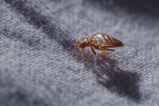 A bed bug spreading fast