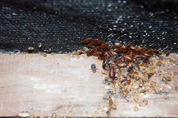 A large amount of bed bugs that transferred from another home