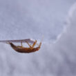 A big bed bug walking on the edge of a piece of paper