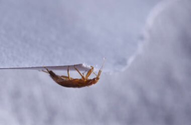 A big bed bug walking on the edge of a piece of paper