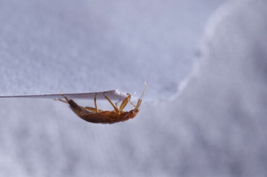 A big bed bug walking on the edge of a piece of paper