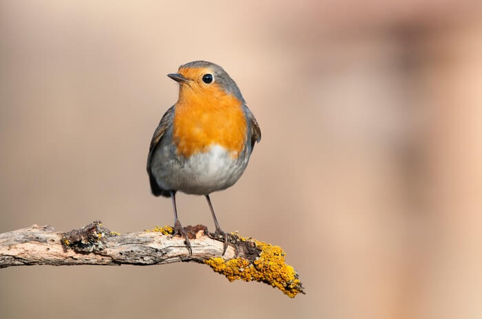 One bird in a tree in the garden