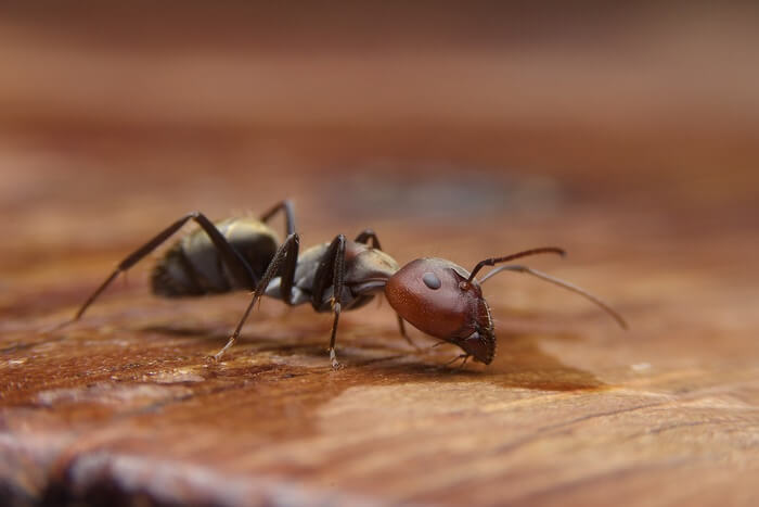 One black ant scout walking into a bedroom