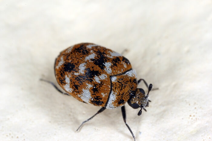 One carpet beetle standing on a piece of fabric