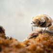 A walking carpet beetle that needs to be gotten rid of